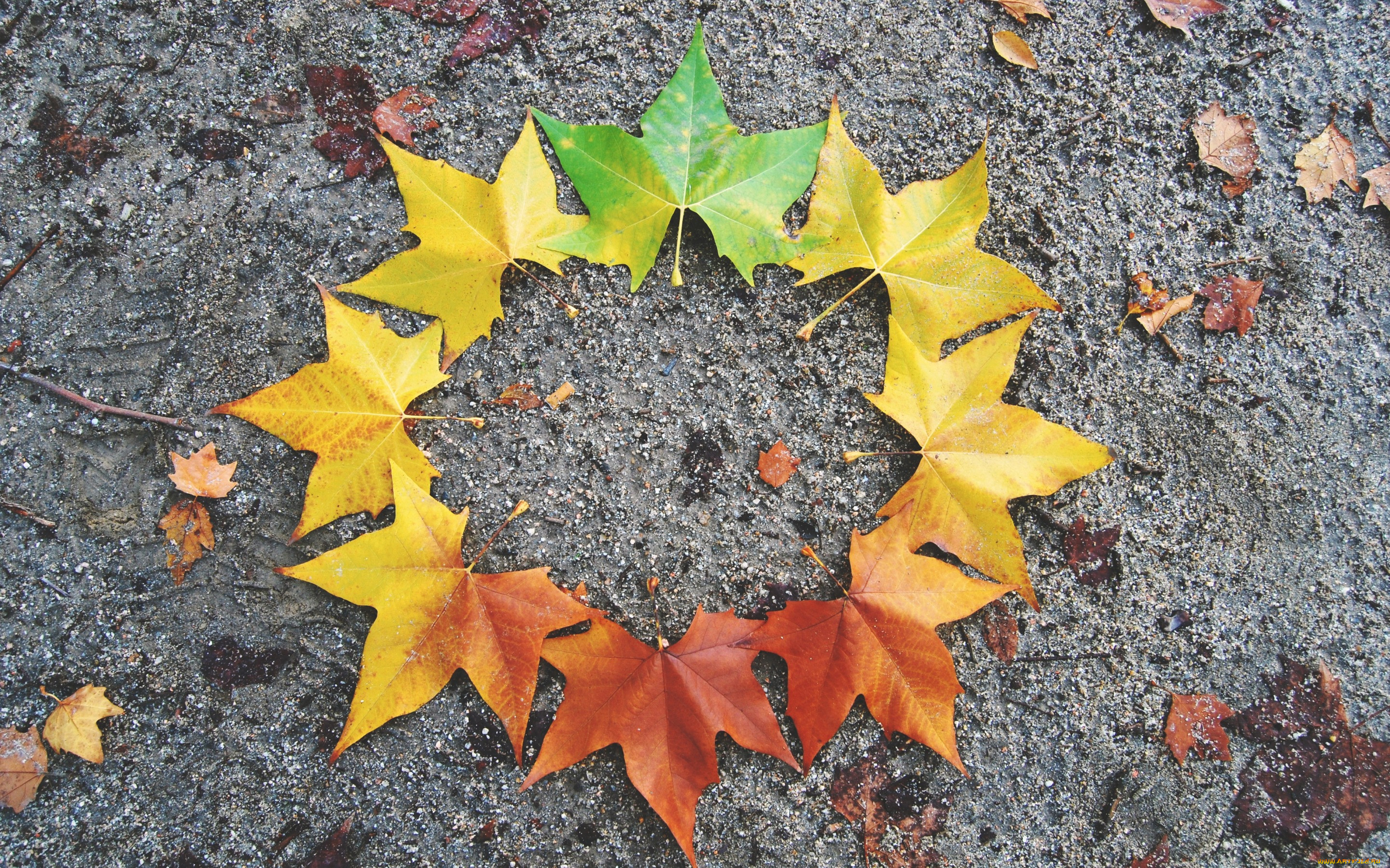 , , maple, , leaves, autumn, , colorful, 
